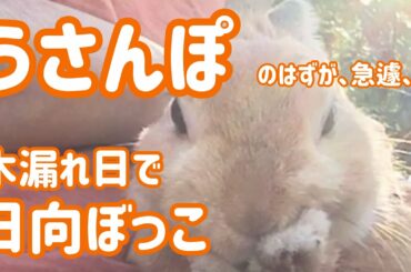 【うさぎ】かわいいうさんぽのはずが日向ぼっこ Cute rabbit have a walk #10