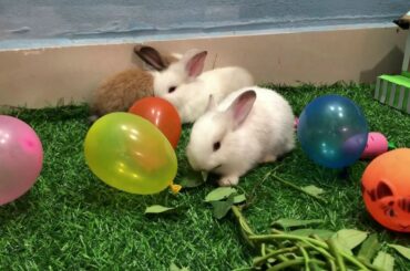 MY LOVELY CUTE RABBITS - YOUTUBE CREATOR SA