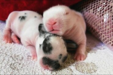 BABY BUNNIES, BEBES CONEJITOS, de cinco días! Muy TIERNOS, Cute RABBITS.