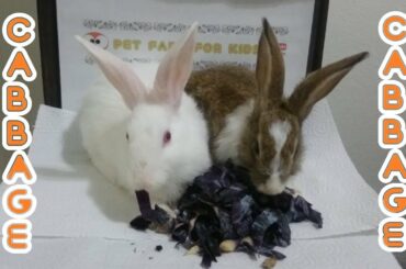 rabbit eating cabbage asmr   Rabbits Romeo And Juliet