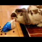 My bunny vacuums his poop (OCD rabbit!)