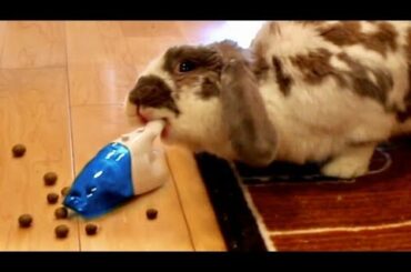 My bunny vacuums his poop (OCD rabbit!)