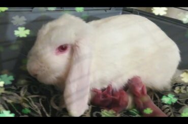 Conejos bebés, con dos días de vida, baby's bunnies, mamá rabbit 🐰🐰🐰