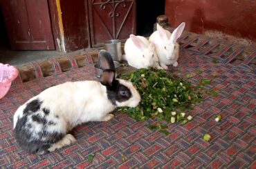 ❤️🇵🇰💚Cute And Beautiful Rabbits ❤️🇵🇰💚👌♥️♥️👌 Pakistan ھمیشہ رھے گا👌♥️♥️👌