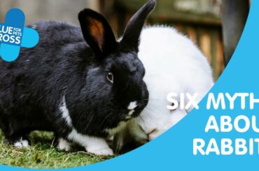 6 Myths About Rabbits | Blue Cross Pet Advice