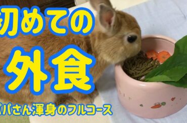 【うさぎ】かわいいぴょんきち 初めての外食 Cute rabbit eat outside for the first time #11
