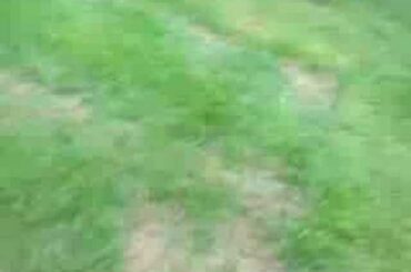 my baby rabbit playing in the garden