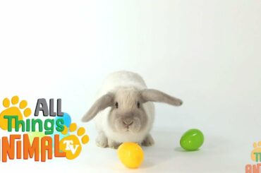 * RABBIT * | Animals For Kids | All Things Animal TV