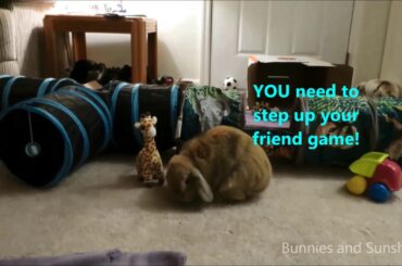 Bunnies having fun!