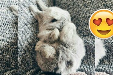 Worlds Most Cutest Bunnies | Try Not To Aww Compilation 2018