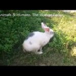 Cute bunny rabbit listening to owner