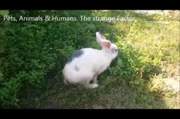 Cute bunny rabbit listening to owner