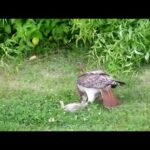Eagle rips baby bunny alive