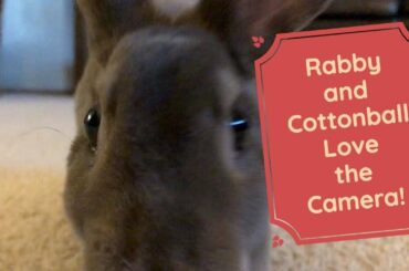 Cute Bunnies Love the Camera! Rabby and Cottonball are Curious!