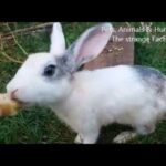 Crazy Cute Bunny Rabbit eating banana