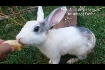 Crazy Cute Bunny Rabbit eating banana