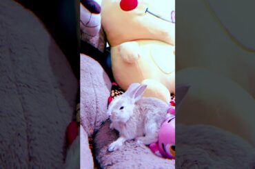 Today I Am So Bored - Mr. Boni - Cutest Bunny