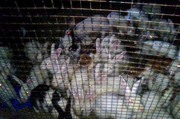 Cute Rabbits Eating Pop Corns,Cute Bunny, Animals,Pets,Cute Video