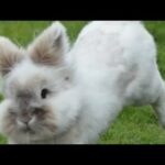 Cute Bunnys Playing | Funny Rabbits Compilation 2019