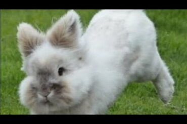 Cute Bunnys Playing | Funny Rabbits Compilation 2019