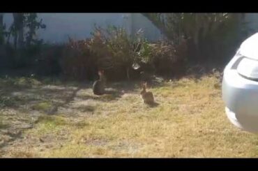 Cute Bunnies and Crappy Music