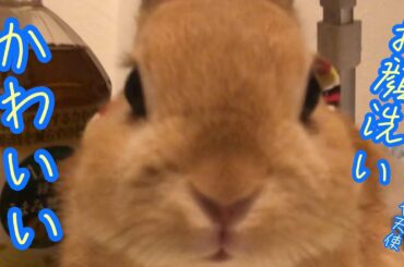 【うさぎ】ぴょんきちのかわいいお顔洗いで癒される Cute rabbit healed by face washing #1