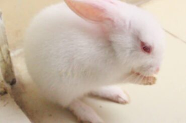 If You Like Rabbits [ Must Watch ] || Cute And Funny Pets Video || Pets Funny Videos