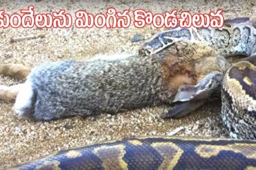 కుందేలును మింగిన కొండ చిలువ | kondachiluva eating rabbit | Python Feeds on a Wild Rabbit Telugu 2019