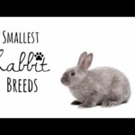 The top five smallest rabbit breeds