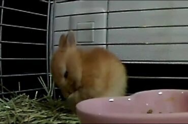 Cute Bunny Rabbit grooms herself Part.7.Netherland Dwarf