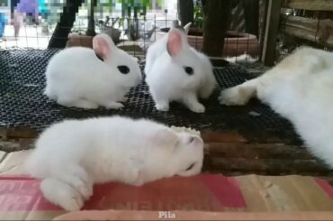 Cute Bunny Rabbit and the One sleep is so fun