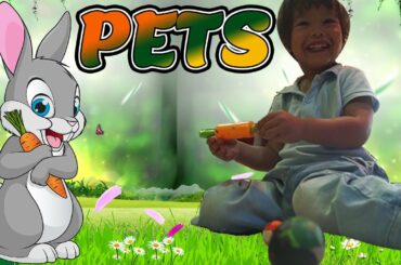 RAY sees a CRAZY CAR, a WILD CAT, a CUTE BUNNY and COLORFUL FISH :)