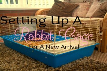 Setting Up A Rabbit Cage For A New Arrival | RosieBunneh