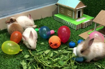 CUTE RABBITS PLAYING SO HAPPY-YOU CREATOR SA