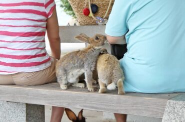 Bunnies Invade Picnic on Japan's Rabbit Island!