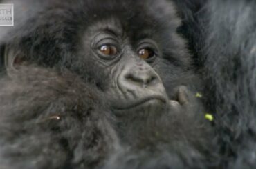 Cute Baby Gorillas! | Amazing Animal Babies | Earth Unplugged