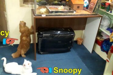 Meet Our Cute Cats Lucy & Snoopy