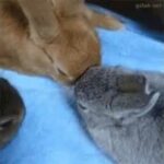 loving bunnies. cute rabbits