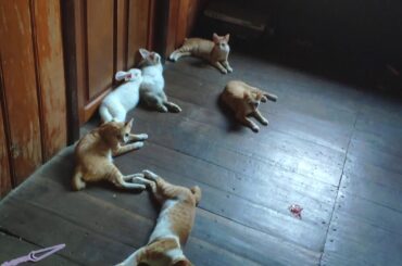 funny rabbit videos 2019