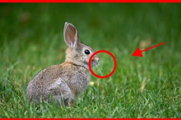 The Rabbit Couple in The House - Beautiful Rabbit