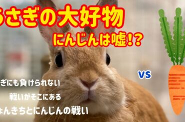 【うさぎ 】かわいいぴょんきち にんじん克服！？ Cute rabbit vs Carrots #5