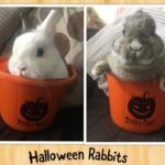 CUTE Netherland dwarf rabbits Halloween dress up