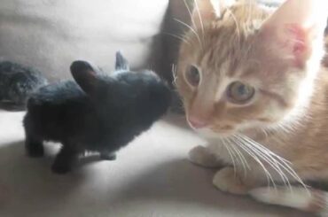 Super Cute Bunnies and Kitties