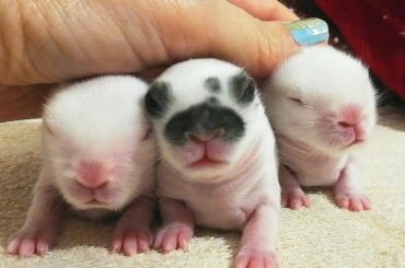 Tiernos BABIES BUNNIES, de seis días. CUTE RABBITS.