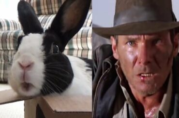 Rabbit Indiana Jones