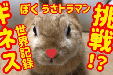 【うさぎ】かわいいぴょんきちとパパさん ギネスに挑戦！？ Cute rabbit challenge  the Guinness World Record ? #12