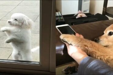 Cute Baby Animals Videos Compilation Cute Moment Of The Animals - Cute Puppies #17