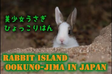 【うさぎ島】美少女ウサギのひょっこりはん【大久野島】Cute baby rabbit 【Rabbit island】