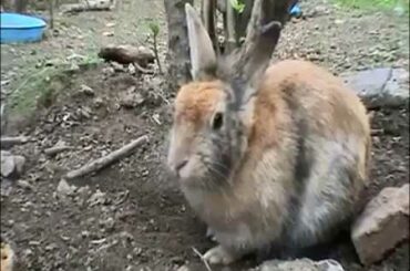 Rabbit's unique concept of protecting your children