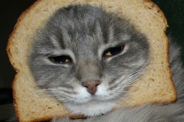 1 HOUR of Funny Cat & Cute Kittens Fail Videos - Funny Kitty Cat Video April 2015